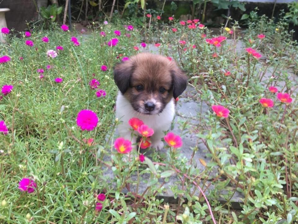 Cherry Garden Homestay 호이안 외부 사진