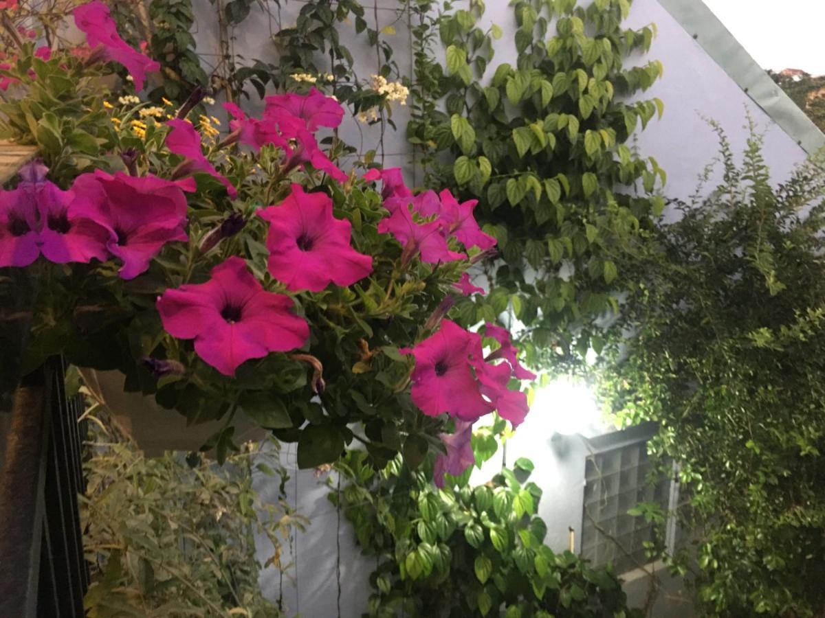 Cherry Garden Homestay 호이안 외부 사진