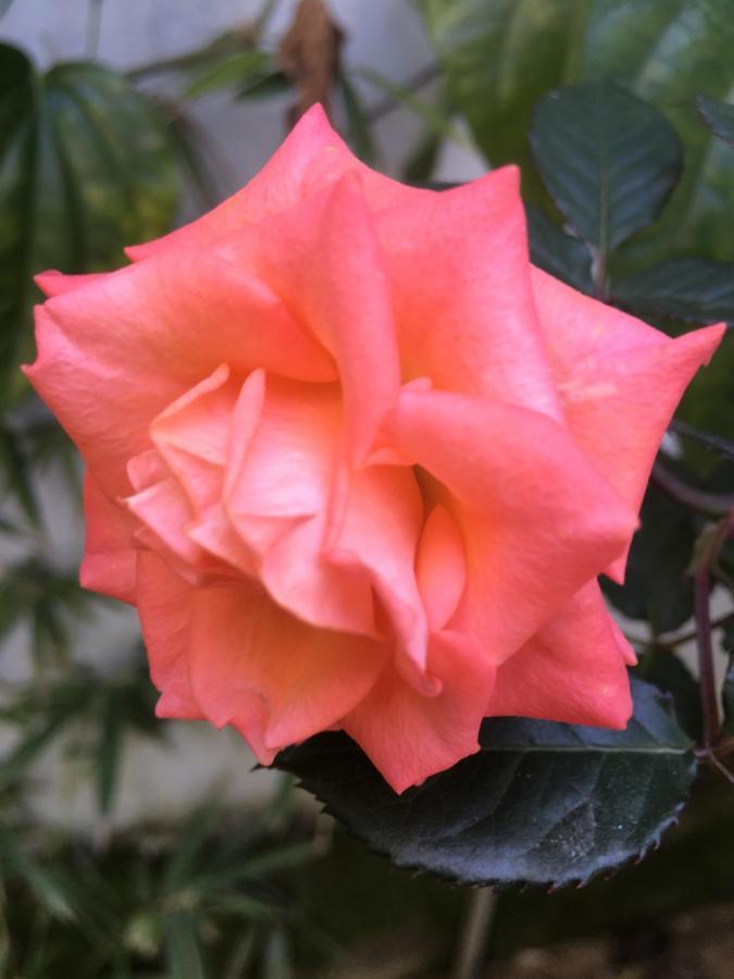 Cherry Garden Homestay 호이안 외부 사진