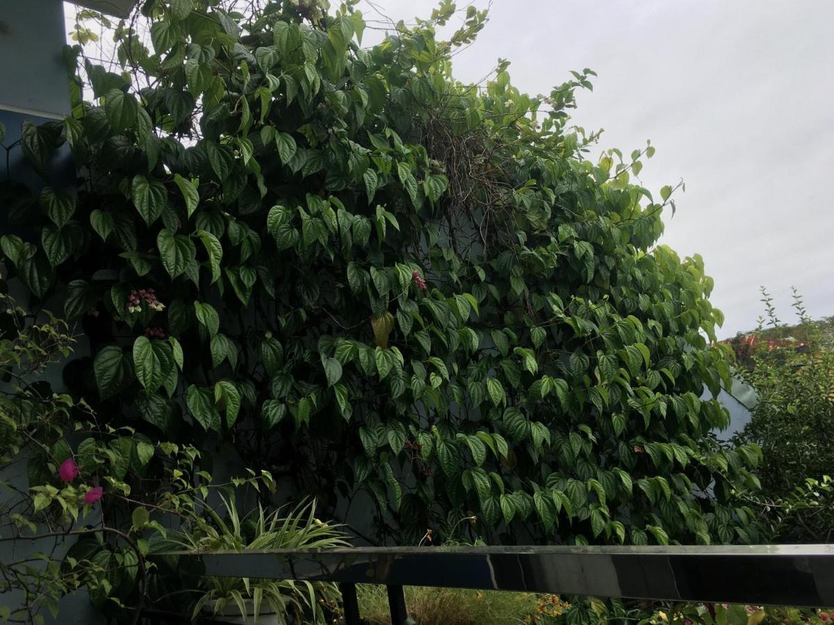 Cherry Garden Homestay 호이안 외부 사진