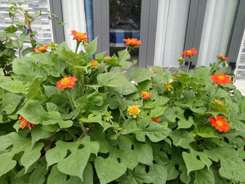 Cherry Garden Homestay 호이안 외부 사진