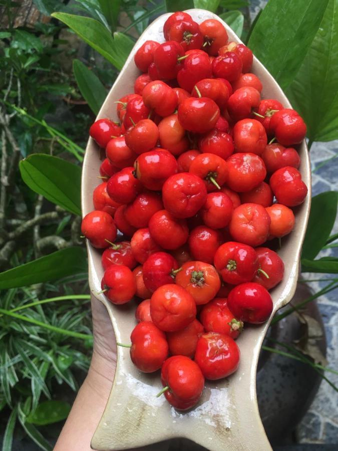 Cherry Garden Homestay 호이안 외부 사진